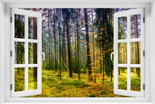 Fototapeta Naklejka Na Ścianę Okno 3D - panorama jesiennego lasu