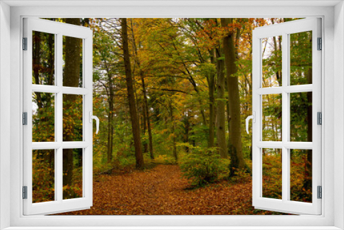 Fototapeta Naklejka Na Ścianę Okno 3D - Herbstlicher Wald im Kaiserstuhl