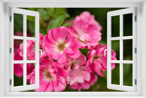 Fototapeta Naklejka Na Ścianę Okno 3D - pink rose flowers