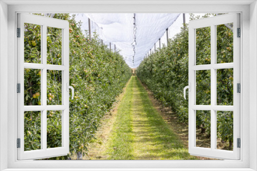 Fototapeta Naklejka Na Ścianę Okno 3D - Row of apple trees with anti nets for birds or protective mesh above trees in an apple orchard, sunny summer day in South Limburg, Netherlands. Organic cultivation of apples, healthy natural food