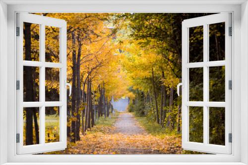 Fototapeta Naklejka Na Ścianę Okno 3D - Beautiful and colorful autumn collection of Ginkgo leaves and paths in the park