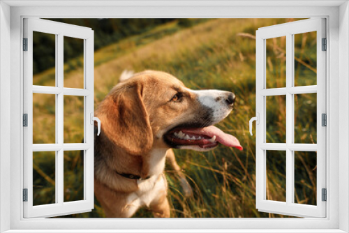 Fototapeta Naklejka Na Ścianę Okno 3D - cute dog running in nature