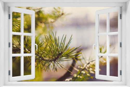 Fototapeta Naklejka Na Ścianę Okno 3D - Bright green natural background. Beautiful conifer branch. A close-up of a pine tree in sun rays. Festive wallpaper