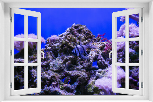 Fototapeta Naklejka Na Ścianę Okno 3D - swimming Banggai cardinalfish