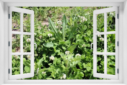Fototapeta Naklejka Na Ścianę Okno 3D - Blooming white clover and field grasses