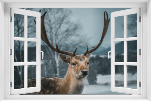 Fototapeta Naklejka Na Ścianę Okno 3D - A deer in the forest