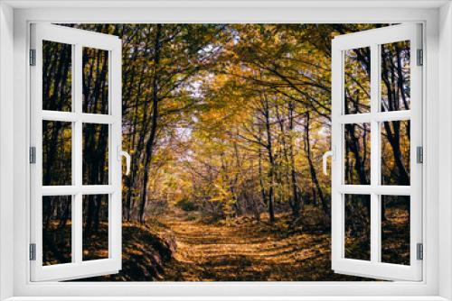 Fototapeta Naklejka Na Ścianę Okno 3D - Road in the fall forest