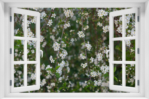 Fototapeta Naklejka Na Ścianę Okno 3D - Spring Cherry blossoms, white flowers. Blurred background.