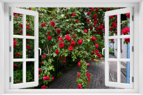 Fototapeta Naklejka Na Ścianę Okno 3D - Abundant red roses bush growing at the entrance gate.