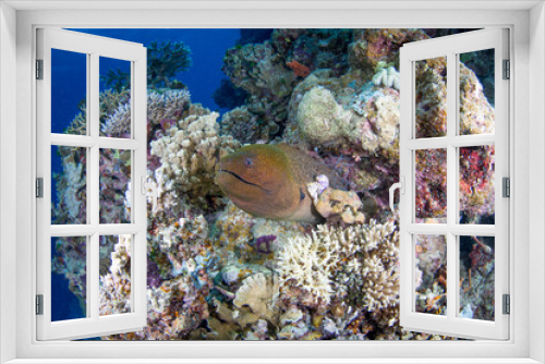 Fototapeta Naklejka Na Ścianę Okno 3D - Diver swims with a Moray Eel on the reef