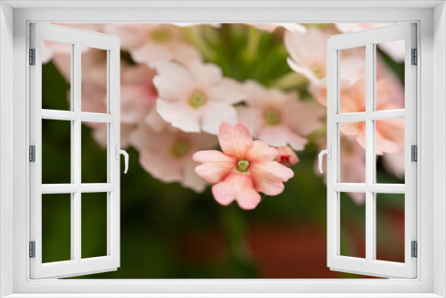 Fototapeta Naklejka Na Ścianę Okno 3D - Close-up of pink milfoil blossoms (achillea)