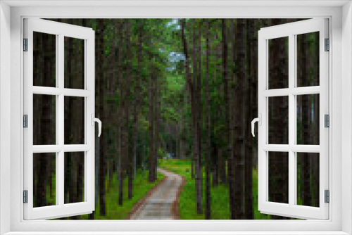 Fototapeta Naklejka Na Ścianę Okno 3D - Beautiful larch forest with different trees,pine forest green on the mountain on nature trail at Doi Bo Luang Forest Park, Chiang Mai, Thailand in the morning.