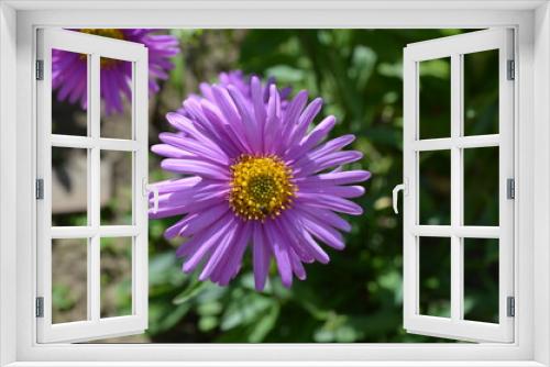 Fototapeta Naklejka Na Ścianę Okno 3D - Цветы, природа