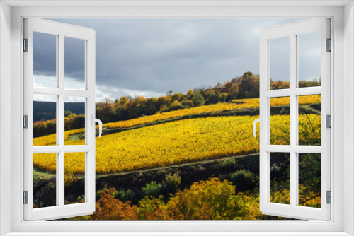 Fototapeta Naklejka Na Ścianę Okno 3D - des vignes cultivées en terrasse. Culture en terrasse de vignoble. Des vignes de Bourgogne en automne. Des vignes jaunes en automne