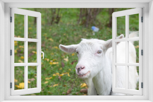 Fototapeta Naklejka Na Ścianę Okno 3D - White goat on the grass. Early autumn nature. Domestic animal
