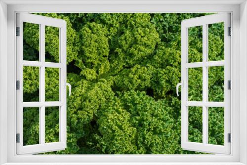 Fototapeta Naklejka Na Ścianę Okno 3D - Close up of curly kale plant (Brassica oleracea)
