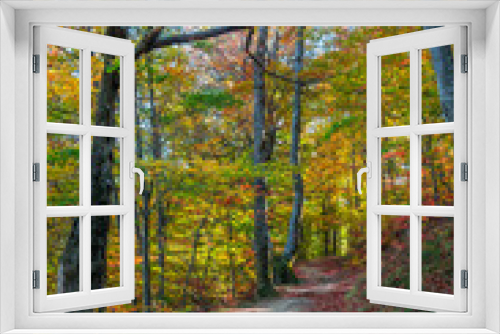Fototapeta Naklejka Na Ścianę Okno 3D - Autumn in Cozia, Carpathian Mountains, Romania. Vivid fall colors in forest. Scenery of nature with sunlight through branches of trees. Colorful Autumn Leaves. Green, yellow, orange, red.