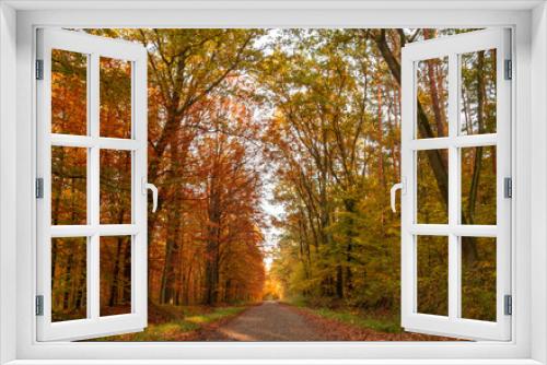 Fototapeta Naklejka Na Ścianę Okno 3D - Piękne kolory jesieni w lesie wzdłuż drogi