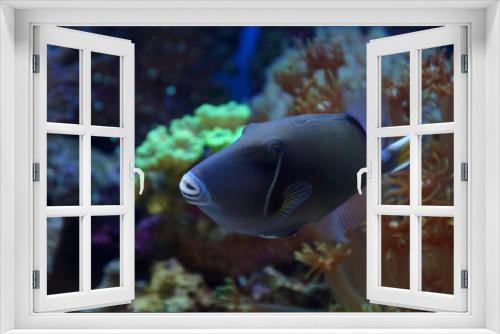 Fototapeta Naklejka Na Ścianę Okno 3D - The Bluethroat Triggerfish (Sufflamen albicaudatum).