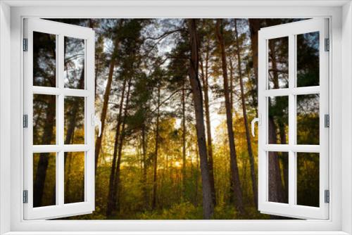 Fototapeta Naklejka Na Ścianę Okno 3D - sun rays in the forest