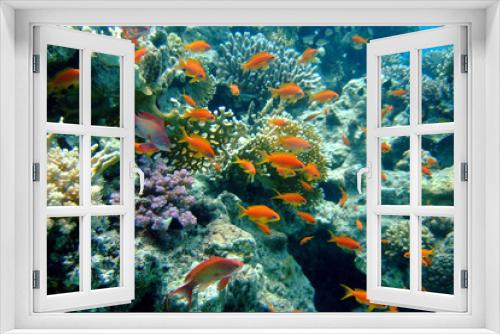 Fototapeta Naklejka Na Ścianę Okno 3D - Golden Fishes in the Red Sea