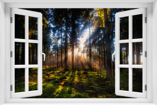 Fototapeta Naklejka Na Ścianę Okno 3D - Wald Sonnenlicht