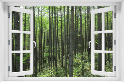 Fototapeta Naklejka Na Ścianę Okno 3D - からまつの林