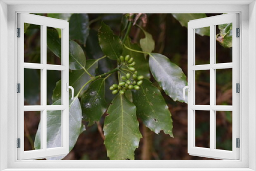 Fototapeta Naklejka Na Ścianę Okno 3D - apanese aucuba berries / Aucubaceae evergreen shrub
