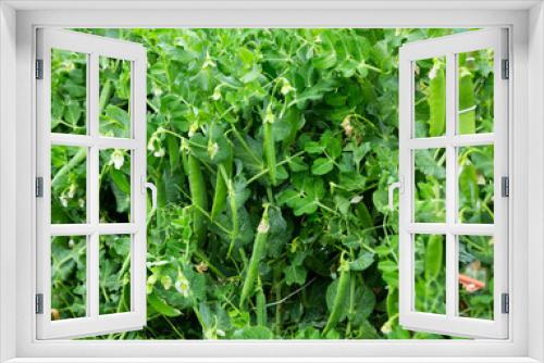 Fototapeta Naklejka Na Ścianę Okno 3D - Peas plants carefully growing in the garden