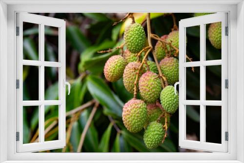 Fototapeta Naklejka Na Ścianę Okno 3D - Green unripe lychee in orchard.