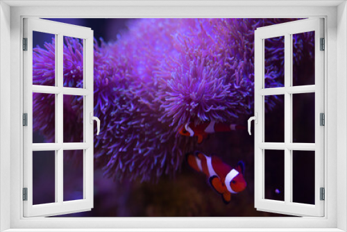 Fototapeta Naklejka Na Ścianę Okno 3D - coral, nemo, travel, sea, fish, 