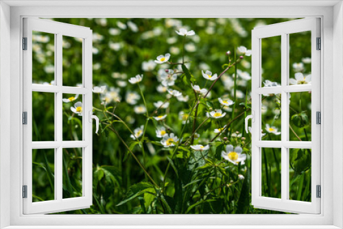 Fototapeta Naklejka Na Ścianę Okno 3D - Backgrounds, blur grassy flowers. Vintage background little flowers, nature beautiful, toning design spring nature, sun plants. Flower field.