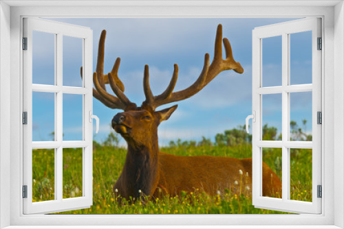 Fototapeta Naklejka Na Ścianę Okno 3D - Male elk with large antlers