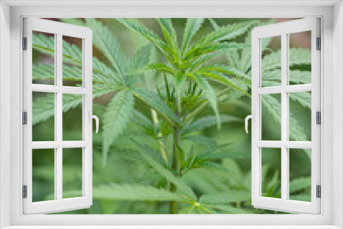 Fototapeta Naklejka Na Ścianę Okno 3D - Close-up of cannabis plant growing at outdoors marijuana farm. The texture of marijuana leaves. Space for text. Concept of cannabis plantation for medical