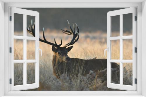 Fototapeta Naklejka Na Ścianę Okno 3D - Face to face with Red deer