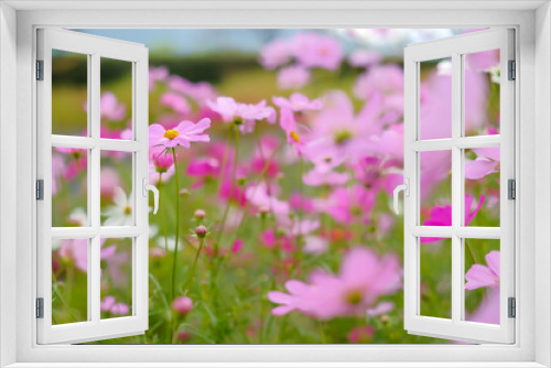 Fototapeta Naklejka Na Ścianę Okno 3D - field of flowers