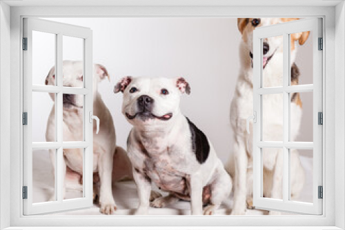 Fototapeta Naklejka Na Ścianę Okno 3D - three dogs in studio two pitsbulls and a collie