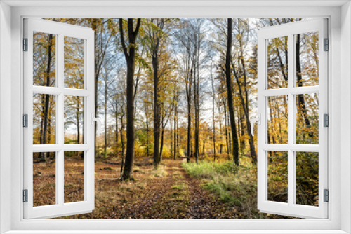 Fototapeta Naklejka Na Ścianę Okno 3D - Camino en el bosque rodeado de hojas y arboles secos en otoño - Path in the forest surrounded by leaves and dry trees in autumn
