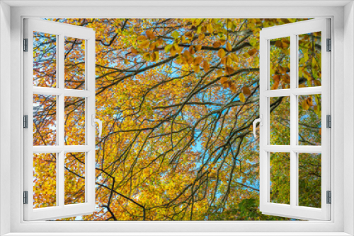 Fototapeta Naklejka Na Ścianę Okno 3D - Colorful autumn leaves