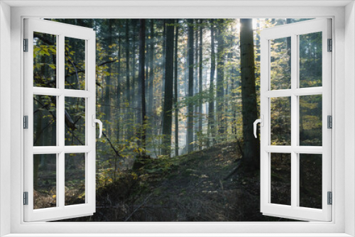 Fototapeta Naklejka Na Ścianę Okno 3D - Słoneczny las o poranku