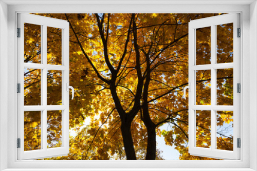 Fototapeta Naklejka Na Ścianę Okno 3D - maple foliage in the autumn season