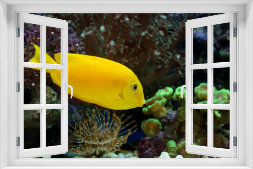 Fototapeta Naklejka Na Ścianę Okno 3D - The Herald's Angelfish (Centropyge heraldi)