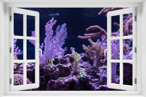 Fototapeta Naklejka Na Ścianę Okno 3D - 水槽のサンゴ