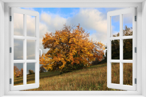Fototapeta Naklejka Na Ścianę Okno 3D - Autunno; foliage in collina. Lungo un pendio, foglie gialle e oro sui rami degli alberi