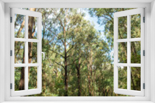 Fototapeta Naklejka Na Ścianę Okno 3D - An empty two-line road through the eucalyptus forest in Yarra Valley, Victoria, Australia