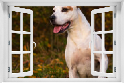 Fototapeta Naklejka Na Ścianę Okno 3D - Happy american pitbull terrier dog posing in beautiful colorful autumn nature	

