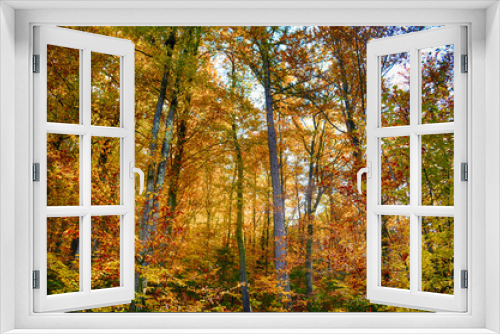 Fototapeta Naklejka Na Ścianę Okno 3D - Collection of Beautiful Colorful Autumn Leaves green, yellow, orange, red HDR