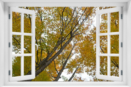 Fototapeta Naklejka Na Ścianę Okno 3D - Beech forest (Fagus sylvatica) at Monte Amiata, Tuscany, Italy, in autumn.