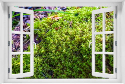 Fototapeta Naklejka Na Ścianę Okno 3D - Moss in the forest in summer