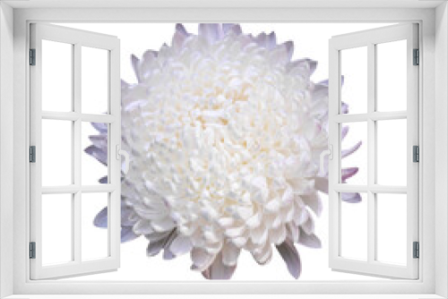 Fototapeta Naklejka Na Ścianę Okno 3D - Macro photo white сhrysanthemum flower on white isolated background.